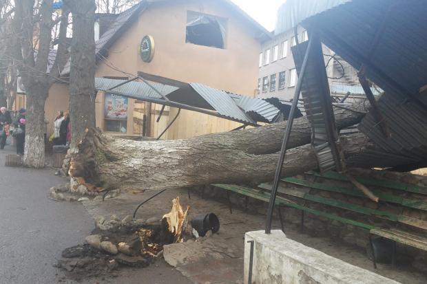 Дерево впало на автобусну зупинку | Фото: Типова Коломия/Facebook