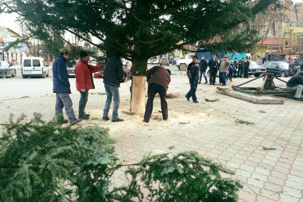 Комунальники Надвірної трохи підрізали 16-річну красуню, яку технінчо важко було встановити | Фото: Тетяна Пришляк