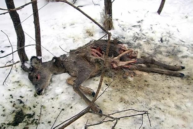 Тварини, мабуть, втрапили до пасток давно, бо частину їх вже встигли з'їсти лісові собаки | Фото: ntktv.ua