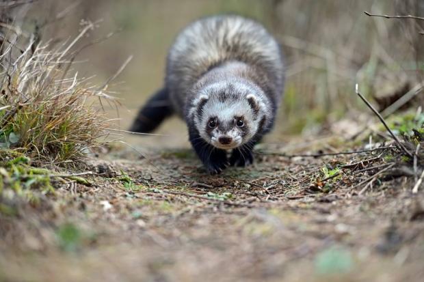 Тхір любить мандрувати територією Центру реабілітації диких тварин | Фото: Едуард Кислинський