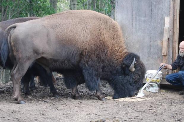 Фермер зазиває бізонів на обід українською мовою | Фото: vidia.org