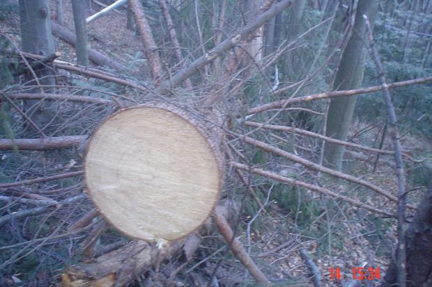 Делятинський лісгосп вирубує молоді здорові дерева | Фото: Yaroslav Dimnych