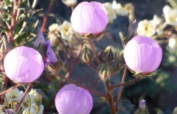 Бурхливе цвітіння викликане проливними дощами, які випали в долині восени минулого року