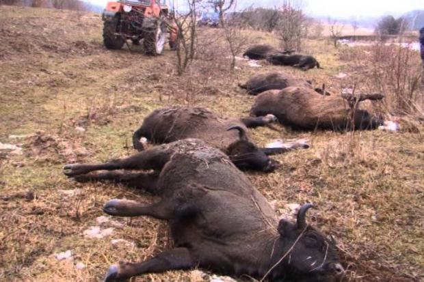 На Вінниччині було втрачено щонайменше 17 зубрів | Фото: wwf.panda.org