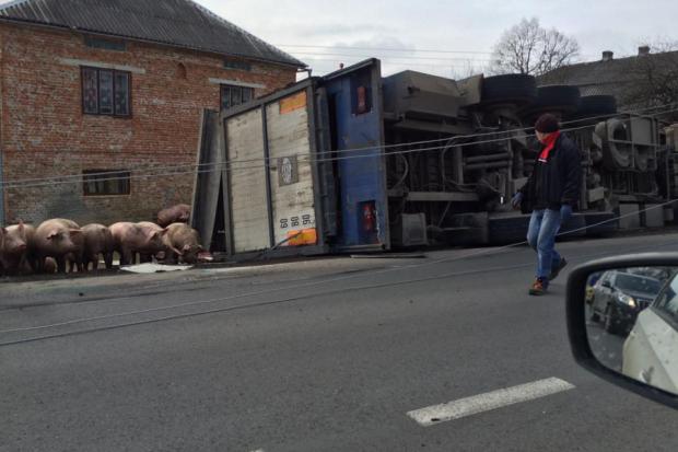 В результаті ДТП фура перевернулася і свині опинилися на волі | Фото: Руслан Закутинський