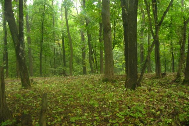 В Україні зростає потенціал тіньової торгівлі деревиною. Обсяг тіньового ринку становить близько 20%, або 2 млрд дол.