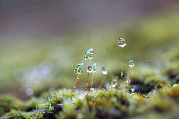 У більшості областей України переважатиме суха повітряна маса, лише в західних областях пройдуть дощі