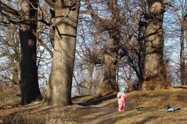 Серед &laquo;Височанських дубів&raquo; особливо цінними є шість дубів, обхватом стовбура від 260 до 582 сантиметрів | Фо