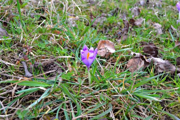 На городі розцвіли крокуси | Фото: Володимир Слюзар