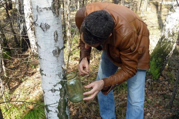 З березового соку можна приготувати чудові напої: квас та березове шампанське 