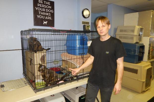 Волонтерові довелося мити посуд, чистити клітки та підмітати у кнадському притулку для тварин | Фото: Aleks  Mydazvonov/