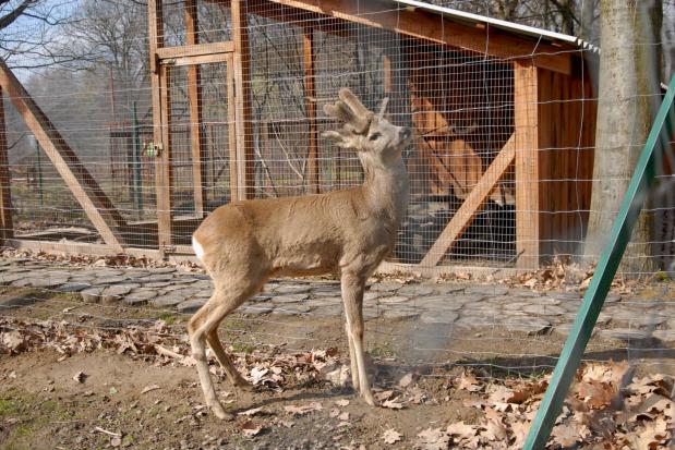 У сарни європейської виросли пухнасті ріжки | Фото: Центр реабілітації диких тварин 