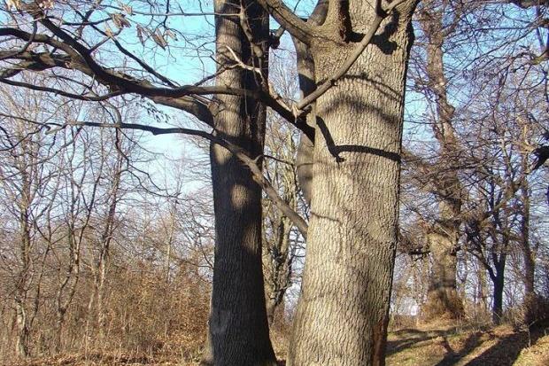 Серед &laquo;Височанських дубів&raquo; особливо цінними є шість дубів, обхватом стовбура від 260 до 582 сантиметрів | Фо