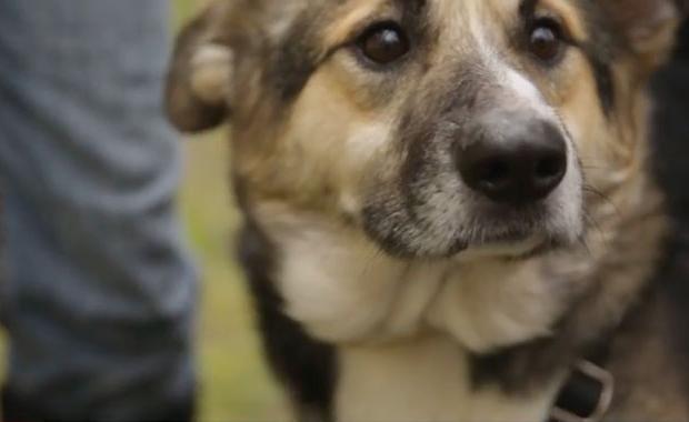 Іде Філ нерішуче, тільки коли чує клич людини, і це попри те, що покалічили його, мабуть, саме гомосапіенс | Фото: Скрін