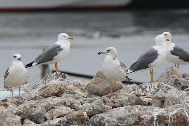Вчені пояснюють, що ще 100 років чайки-реготухи були дивиною для регіону