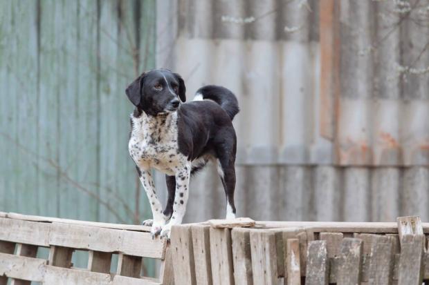 Чорно-біла собака мріє знайти нову домівку | Фото: Дім Сірка