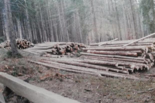 Загалом, з порушенням законодавства, вирубано майже тисячу дерев, серед яких смереки та буки
