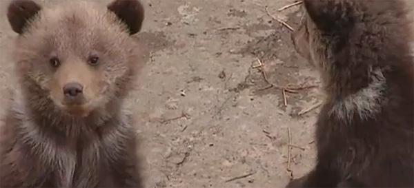 Від бажаючих побачити клишоноге потомство немає відбою