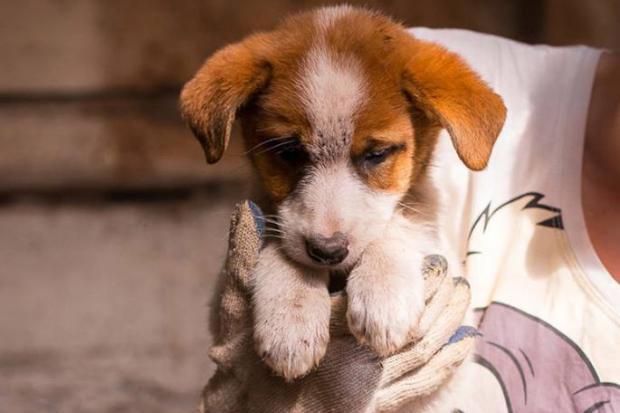 Цього тижня троє безпритульних тварин поїхали з притулку у нові домівки