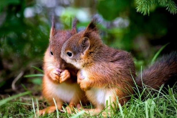 Нині малюки вже готуються до самостійного життя, а ще недавно пухнастики повзали по землі та шукали маму
