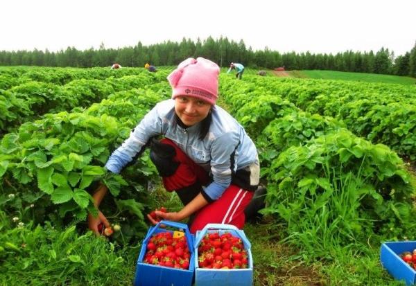 Зміни щодо оплати праці іноземцям у Польщі набудуть чинності у 2017 році