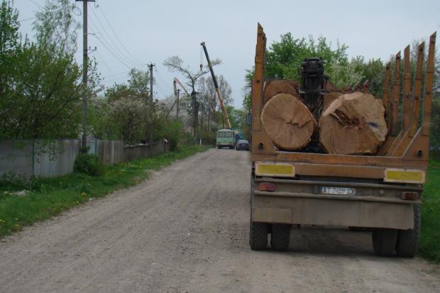 Влада твердить, що зрізати здорові велетенські дуби &mdash; законно