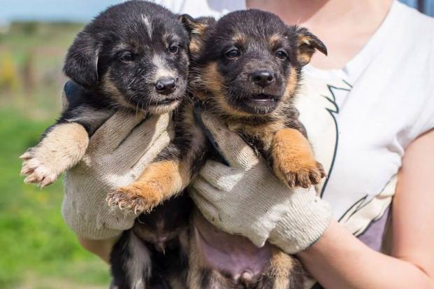 Цього тижня ще троє цуценят калуського притулку знайшли своїх нових господарів