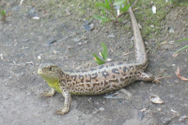 Самиці ящірки відкладають за один раз до 14 яєць. Може бути кілька кладок упродовж сезону