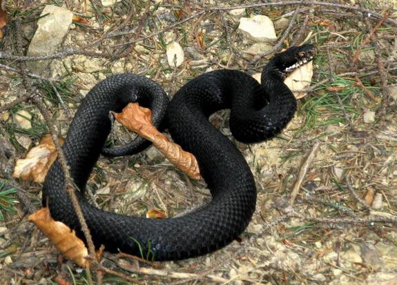 Ілюстрація. Гадюка звичайна відносно невелика в розмірах, довжиною до 75 см. На півночі ареалу зустрічаються екземпляри 