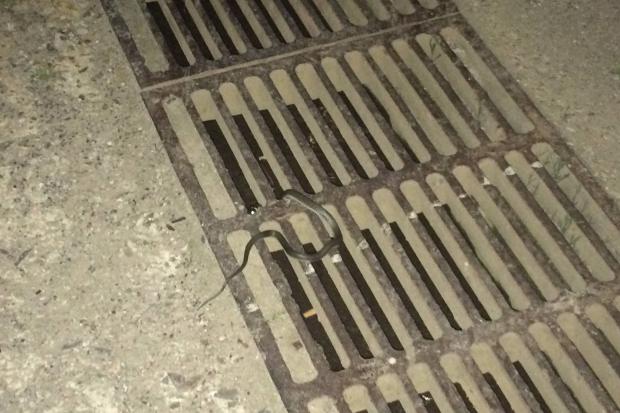 Працівники промзони стверджують, що бачать змій на території підприємства щороку | Фото: Inilara Obirin/Facebook