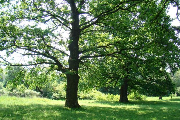 Окружність стовбура дубів у Вістовій ледь не сягають п'яти метрів