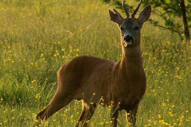 Ілюстрація. Постраждалий перерізав козулі горло
