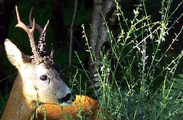 Ілюстрація. Тварина облюбувала околицю Хмелівки і атакувала п'ятьох селян