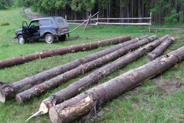 На території Слобідського лісництва невідомі зрубали три дерева породи &ldquo;Ялина Європейська&rdquo; загальною кубомас
