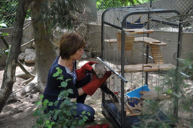 У вольєрі серед букового лісу "одомашненій" куниці буде краще  | Фото: ECO Halych/Facebook