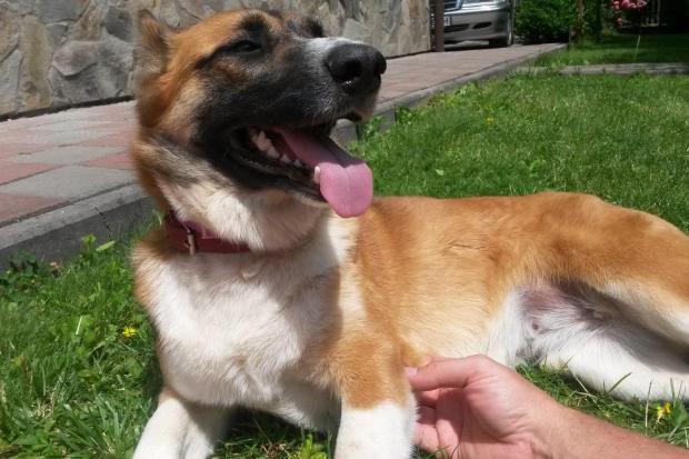 Красуня "Балерина" живе у приватному будинку