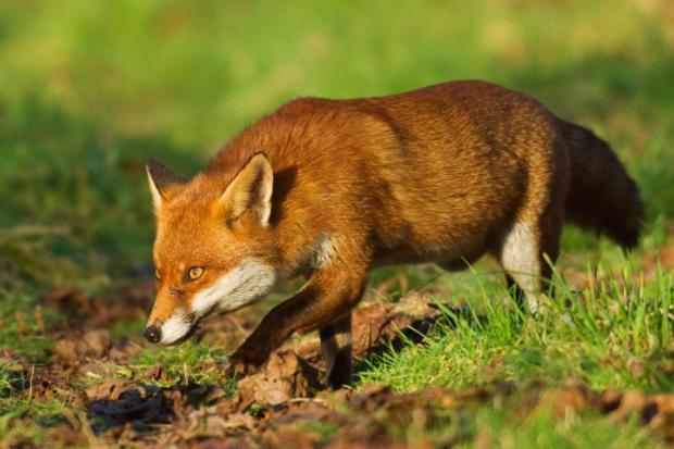 Наразі допомогти селянам можуть лише мисливці, але їм полювати ще заборонено