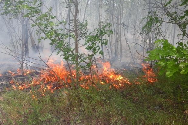 Найбільш пожежонебезпечними ліси стають у період сухої та спекотної погоди