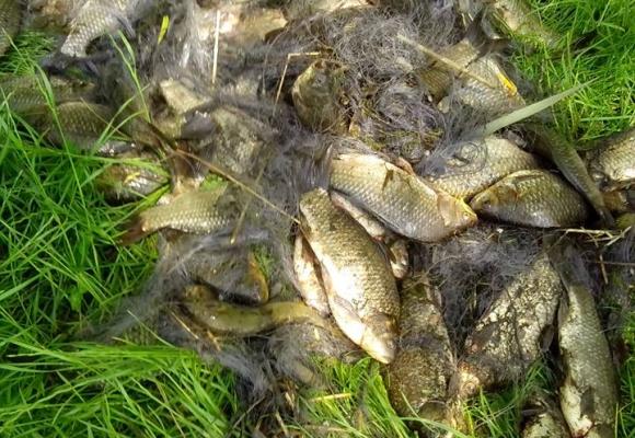 Викрито ще одне браконьєрське варварство на міському озері
 | Фото: zz.te.ua