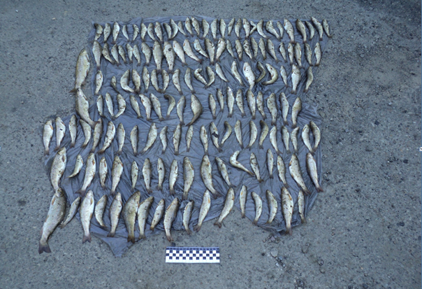 На момент затримання браконьєр вже встиг набити електрикою 149 штук форелі струмкової | Фото: ifro.ho.ua