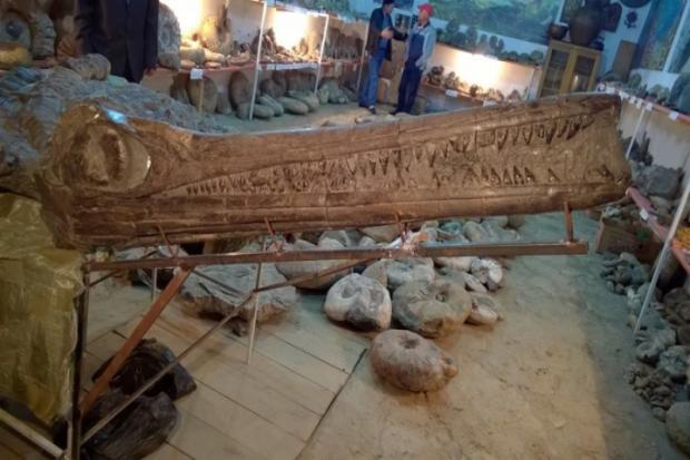 Знахідці понад сто мільйонів років | Фото: zik.ua