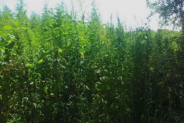 Працівники СБУ виявили 3000 кущів коноплі