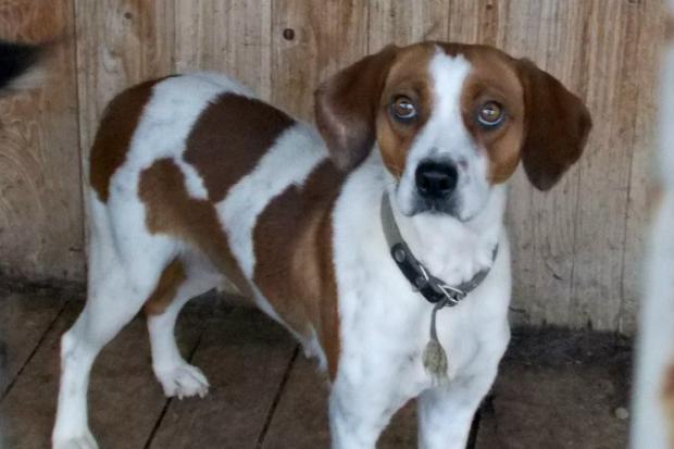 Чимало собак із калуського притулку знайшли господарів, інші ще на них чекають