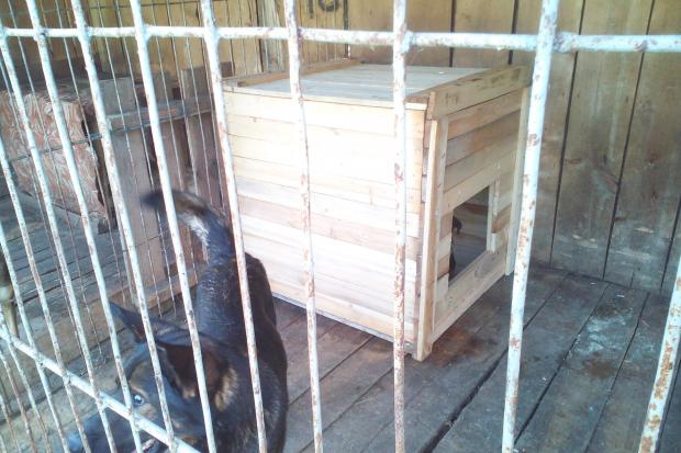 Собаки у калуському притулку отримали нове житло | Фото: Притулок для тварин | м.Калуш