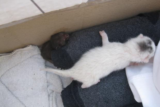 Калушани врятували двох кошенят, яких викинули у потічок | Фото: Дім Сірка м. Калуш