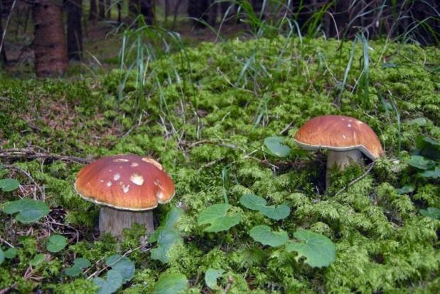 Ілюстрація. Туристи з Росії засолили гриби у ванній елітного готелю в Альпах