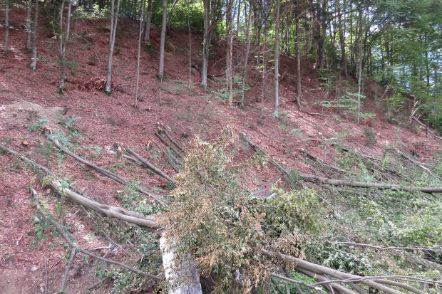 Активісти кажуть, що зараз на цьому місці будують будиночок для одного з народних депутатів