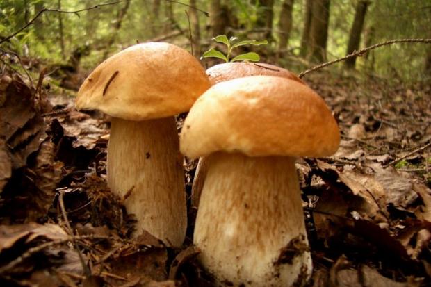 Прикарпатці вирушають по гриби