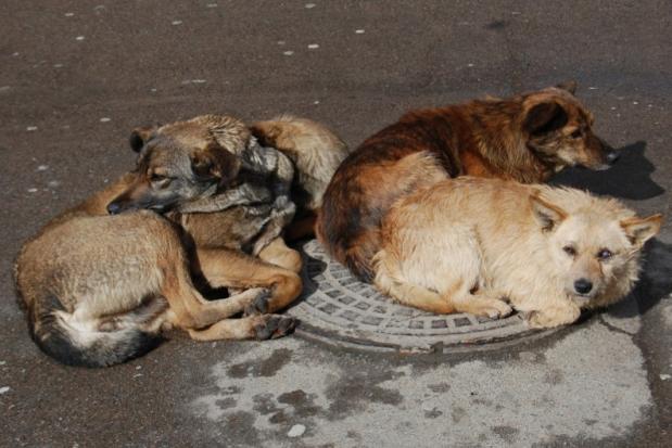 Однією з найбільших проблем міста є безпритульні собаки, яким взимку буде важко вижити