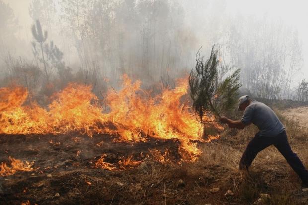Ілюстрація. Пожежі в природних екосистемах є вкрай небезпечними